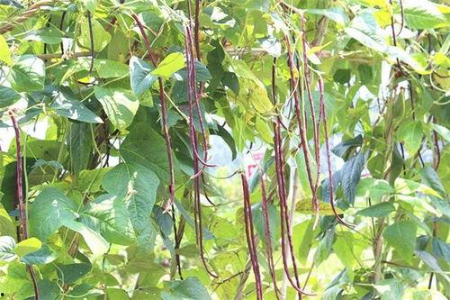 浏阳太平桥吃瓜,夏日吃瓜休闲胜地