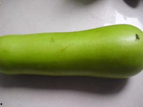 早孕葫芦瓜可以吃吗,早孕期间葫芦瓜的食用指南