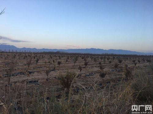 贵州网红沙漠植物园图片,网红沙漠植物园，绿意盎然中的沙漠奇迹