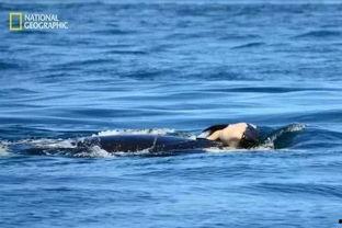 叫鲸鱼的明星,探寻鲸鱼世界的璀璨星辰