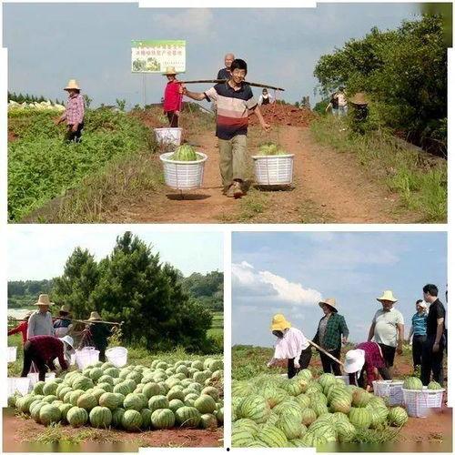 骑龙村吃瓜,一场吃瓜盛宴背后的故事