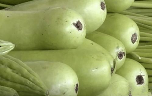 葫芦瓜直接可以吃吗